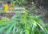 Scoperta una vasta piantagione di marijuana: 200 piante sequestrate dalla Guardia di Finanza