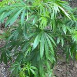 Scoperta una vasta piantagione di marijuana: 200 piante sequestrate dalla Guardia di Finanza