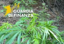 Scoperta una vasta piantagione di marijuana: 200 piante sequestrate dalla Guardia di Finanza
