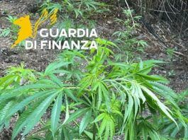 Scoperta una vasta piantagione di marijuana: 200 piante sequestrate dalla Guardia di Finanza