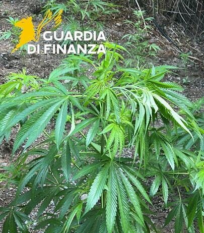 Scoperta una vasta piantagione di marijuana: 200 piante sequestrate dalla Guardia di Finanza
