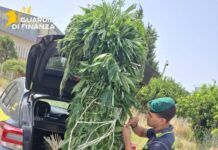 Estate sicura in Calabria, controlli della Guardia di Finanza: sequestri, arresti e centinaia di irregolarità