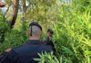 Rosarno – scoperta piantagione di marijuana: tre persone arrestate