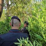 Rosarno – scoperta piantagione di marijuana: tre persone arrestate