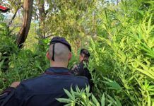 Rosarno – scoperta piantagione di marijuana: tre persone arrestate