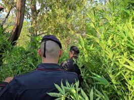 Rosarno – scoperta piantagione di marijuana: tre persone arrestate