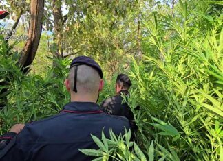Rosarno – scoperta piantagione di marijuana: tre persone arrestate