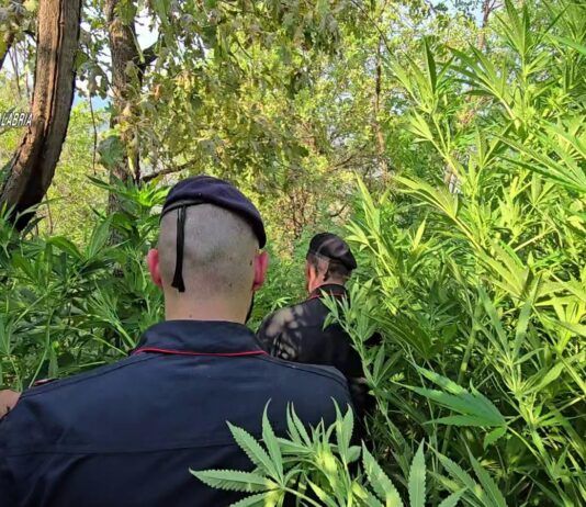 Rosarno – scoperta piantagione di marijuana: tre persone arrestate