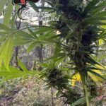 Scoperta piantagione di cannabis sativa: 550 piante rinvenute dai Carabinieri