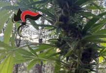 Scoperta piantagione di cannabis sativa: 550 piante rinvenute dai Carabinieri