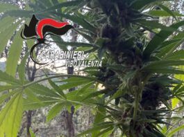 Scoperta piantagione di cannabis sativa: 550 piante rinvenute dai Carabinieri