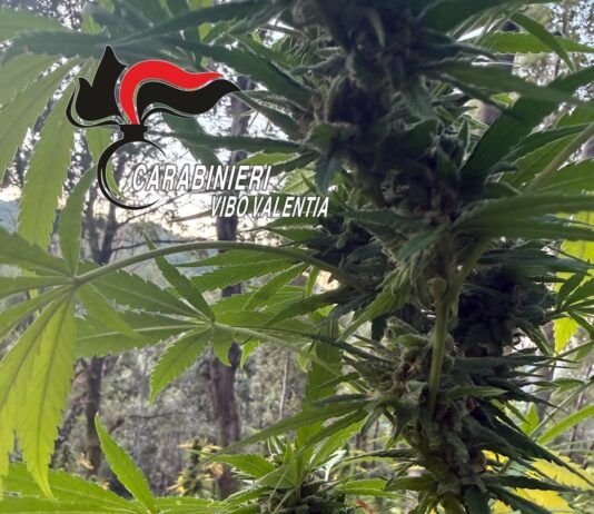 Scoperta piantagione di cannabis sativa: 550 piante rinvenute dai Carabinieri