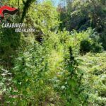 Scoperta una piantagione di cannabis: sequestrate 33 piante