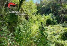 Scoperta una piantagione di cannabis: sequestrate 33 piante