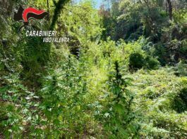 Scoperta una piantagione di cannabis: sequestrate 33 piante