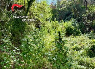 Scoperta una piantagione di cannabis: sequestrate 33 piante