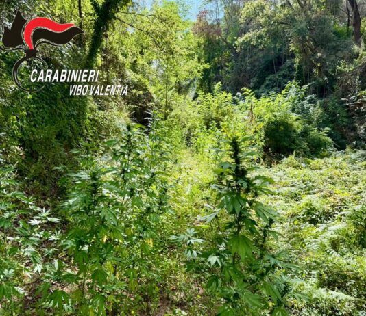 Scoperta una piantagione di cannabis: sequestrate 33 piante