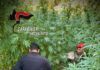 Scoperta una piantagione di cannabis: 476 piante rinvenute dai Carabinieri