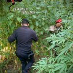 Scoperta una piantagione di cannabis: 476 piante rinvenute dai Carabinieri
