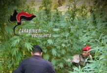Scoperta una piantagione di cannabis: 476 piante rinvenute dai Carabinieri