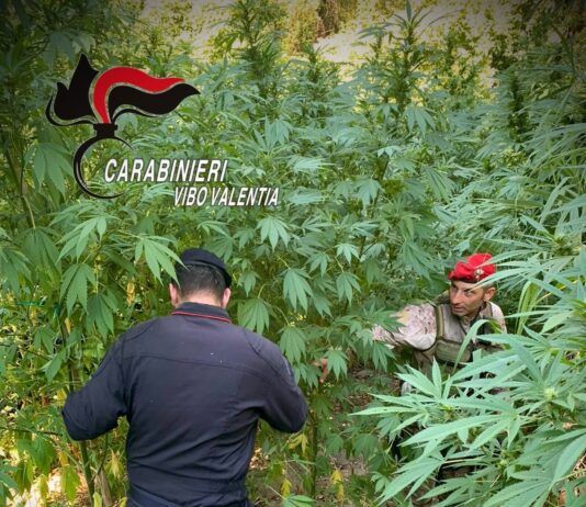 Scoperta una piantagione di cannabis: 476 piante rinvenute dai Carabinieri