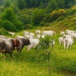 Coldiretti – Carne brasiliana, bene lo stop UE: una tutela per gli allevatori calabresi e i consumatori