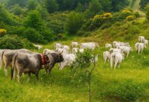 Coldiretti – Carne brasiliana, bene lo stop UE: una tutela per gli allevatori calabresi e i consumatori