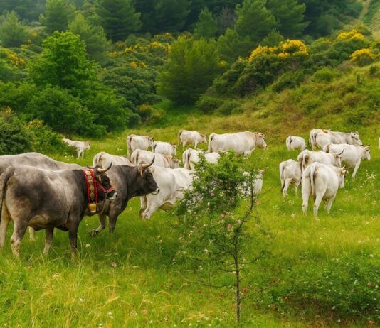 Coldiretti – Carne brasiliana, bene lo stop UE: una tutela per gli allevatori calabresi e i consumatori
