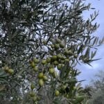 Xylella – Coldiretti Calabria: “Bene la risposta tempestiva della regione, subito al fianco delle imprese”