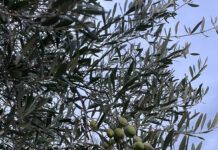Xylella – Coldiretti Calabria: “Bene la risposta tempestiva della regione, subito al fianco delle imprese”