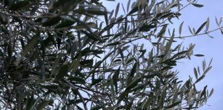 Xylella – Coldiretti Calabria: “Bene la risposta tempestiva della regione, subito al fianco delle imprese”
