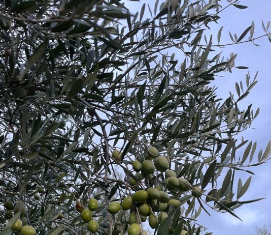 Xylella – Coldiretti Calabria: “Bene la risposta tempestiva della regione, subito al fianco delle imprese”