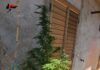 Piante di canapa sul balcone – denunciato 45enne