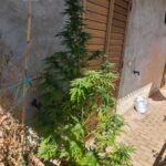 Piante di canapa sul balcone – denunciato 45enne