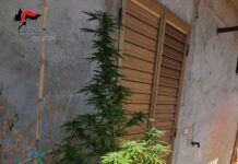 Piante di canapa sul balcone – denunciato 45enne
