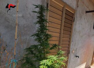 Piante di canapa sul balcone – denunciato 45enne