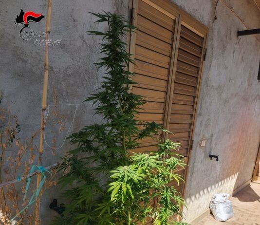 Piante di canapa sul balcone – denunciato 45enne