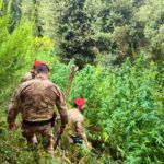 Boschi dell’Aspromonte e delle Preserre utilizzati per coltivare marijuana: cinque piantagioni scoperte: due arresti