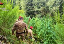 Boschi dell’Aspromonte e delle Preserre utilizzati per coltivare marijuana: cinque piantagioni scoperte: due arresti