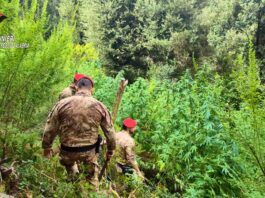 Boschi dell’Aspromonte e delle Preserre utilizzati per coltivare marijuana: cinque piantagioni scoperte: due arresti