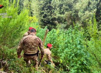 Boschi dell’Aspromonte e delle Preserre utilizzati per coltivare marijuana: cinque piantagioni scoperte: due arresti