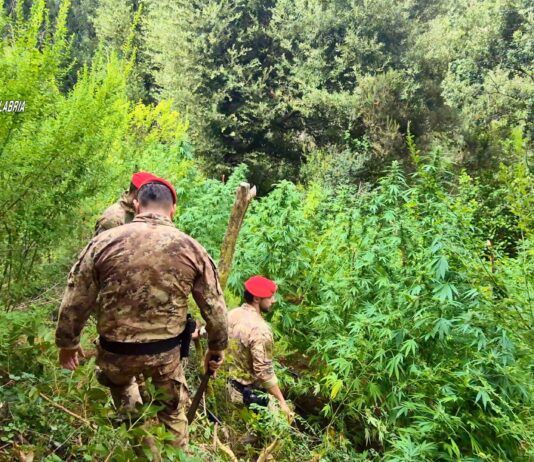 Boschi dell’Aspromonte e delle Preserre utilizzati per coltivare marijuana: cinque piantagioni scoperte: due arresti