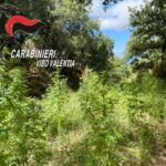 Scoperta una piantagione di cannabis: sequestrate 50 piante e 3.725 euro