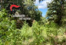 Scoperta una piantagione di cannabis: sequestrate 50 piante e 3.725 euro