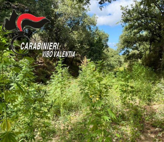 Scoperta una piantagione di cannabis: sequestrate 50 piante e 3.725 euro