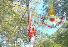 Parapendista perde il controllo della vela e resta incastrato su un albero: salvato dai Vigili del Fuoco