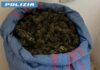 Aveva in casa 8kg di marijuana – arrestato