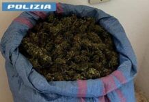 Aveva in casa 8kg di marijuana – arrestato