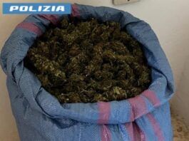Aveva in casa 8kg di marijuana – arrestato