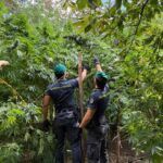 Guardia di Finanza, sequestrate 19 piantagioni di cannabis: 5.550 piante per oltre 8,3 milioni di euro